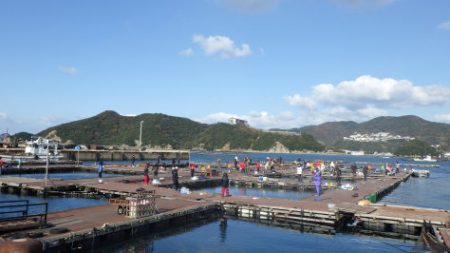 淡路じゃのひれフィッシングパーク 釣果