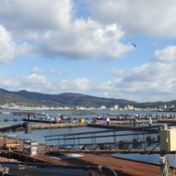 淡路じゃのひれフィッシングパーク 釣果