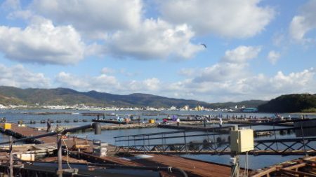 淡路じゃのひれフィッシングパーク 釣果