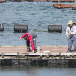 淡路じゃのひれフィッシングパーク 釣果