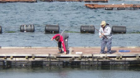 淡路じゃのひれフィッシングパーク 釣果