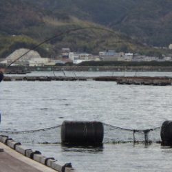 淡路じゃのひれフィッシングパーク 釣果