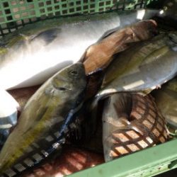 淡路じゃのひれフィッシングパーク 釣果