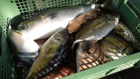 淡路じゃのひれフィッシングパーク 釣果