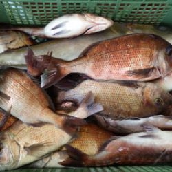 淡路じゃのひれフィッシングパーク 釣果