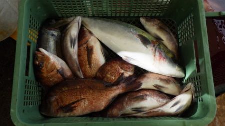 淡路じゃのひれフィッシングパーク 釣果