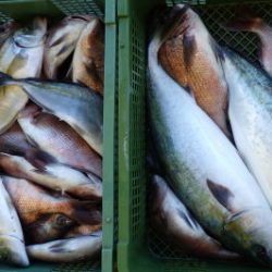 淡路じゃのひれフィッシングパーク 釣果