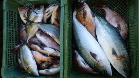 淡路じゃのひれフィッシングパーク 釣果