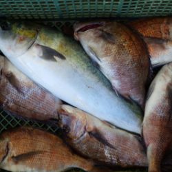 淡路じゃのひれフィッシングパーク 釣果