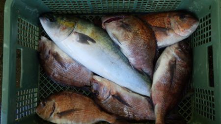 淡路じゃのひれフィッシングパーク 釣果