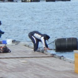 淡路じゃのひれフィッシングパーク 釣果