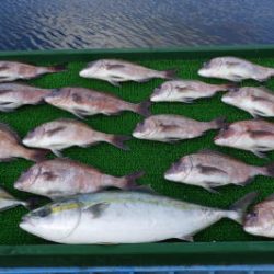 淡路じゃのひれフィッシングパーク 釣果