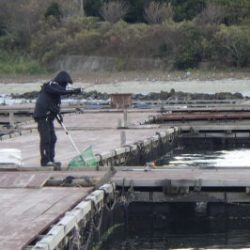 淡路じゃのひれフィッシングパーク 釣果