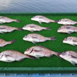 淡路じゃのひれフィッシングパーク 釣果