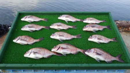 淡路じゃのひれフィッシングパーク 釣果