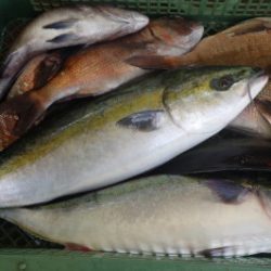 淡路じゃのひれフィッシングパーク 釣果