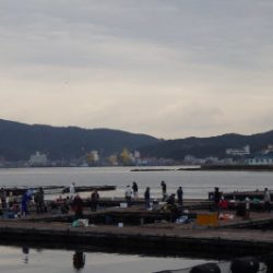 淡路じゃのひれフィッシングパーク 釣果