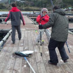 淡路じゃのひれフィッシングパーク 釣果