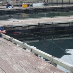 淡路じゃのひれフィッシングパーク 釣果