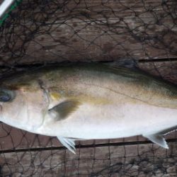 淡路じゃのひれフィッシングパーク 釣果