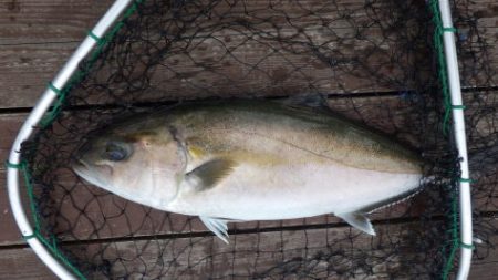 淡路じゃのひれフィッシングパーク 釣果
