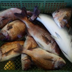 淡路じゃのひれフィッシングパーク 釣果