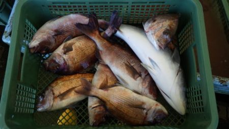 淡路じゃのひれフィッシングパーク 釣果