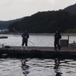 淡路じゃのひれフィッシングパーク 釣果