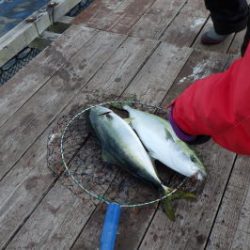 淡路じゃのひれフィッシングパーク 釣果