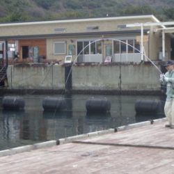 淡路じゃのひれフィッシングパーク 釣果