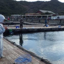 淡路じゃのひれフィッシングパーク 釣果