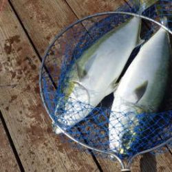 淡路じゃのひれフィッシングパーク 釣果