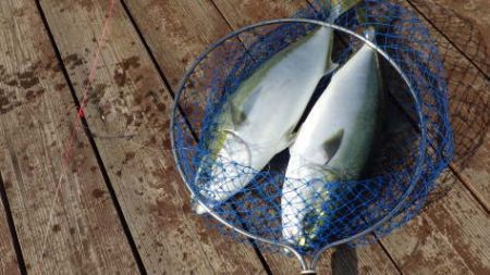 淡路じゃのひれフィッシングパーク 釣果
