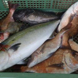 淡路じゃのひれフィッシングパーク 釣果