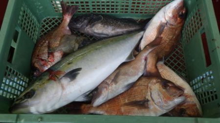 淡路じゃのひれフィッシングパーク 釣果