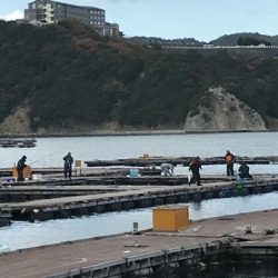 淡路じゃのひれフィッシングパーク 釣果