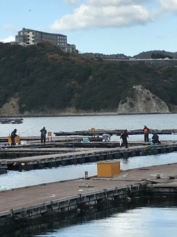 淡路じゃのひれフィッシングパーク 釣果