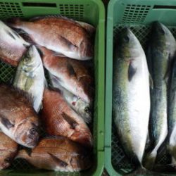 淡路じゃのひれフィッシングパーク 釣果