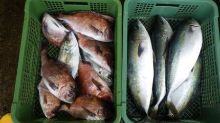 淡路じゃのひれフィッシングパーク 釣果