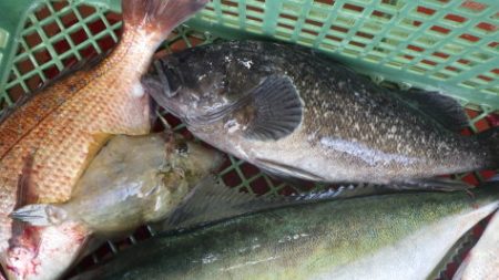 淡路じゃのひれフィッシングパーク 釣果