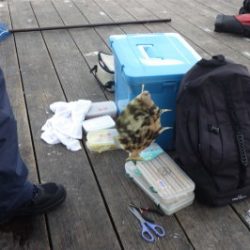 淡路じゃのひれフィッシングパーク 釣果