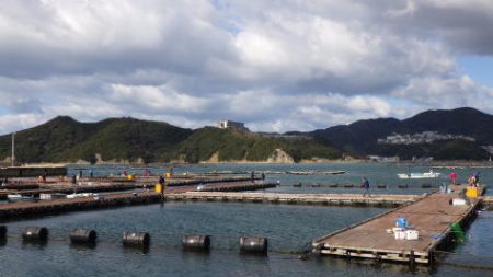 淡路じゃのひれフィッシングパーク 釣果