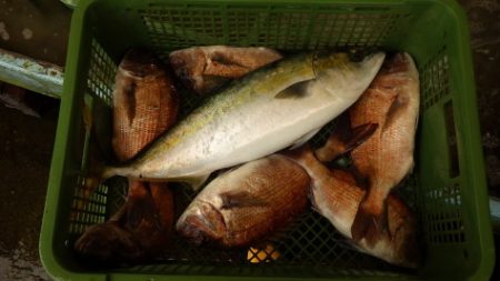 淡路じゃのひれフィッシングパーク 釣果