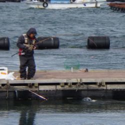 淡路じゃのひれフィッシングパーク 釣果