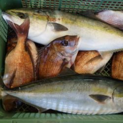 淡路じゃのひれフィッシングパーク 釣果