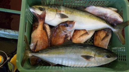 淡路じゃのひれフィッシングパーク 釣果