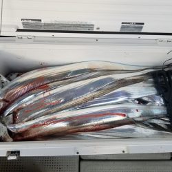 遊漁船　ニライカナイ 釣果