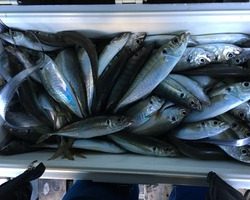 久里浜黒川本家 釣果