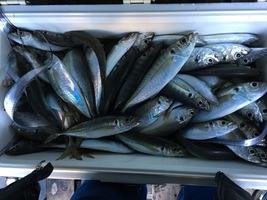 久里浜黒川本家 釣果