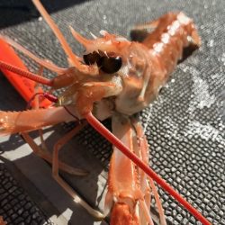 へいみつ丸 釣果